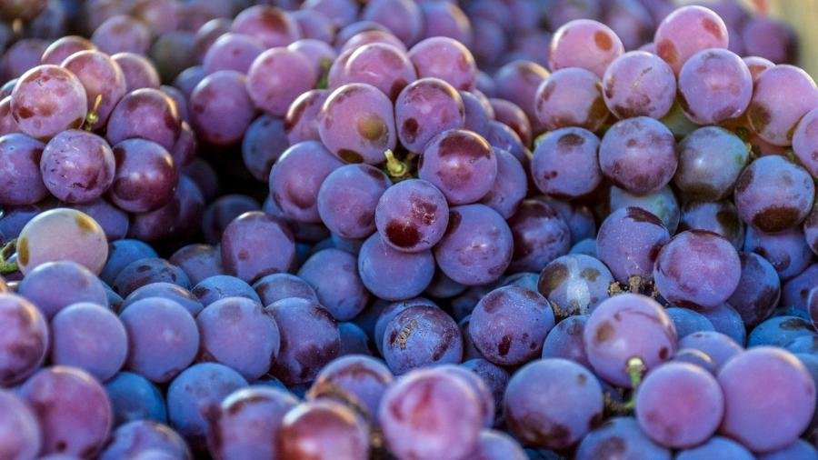 Resveratrol - antioxidant support